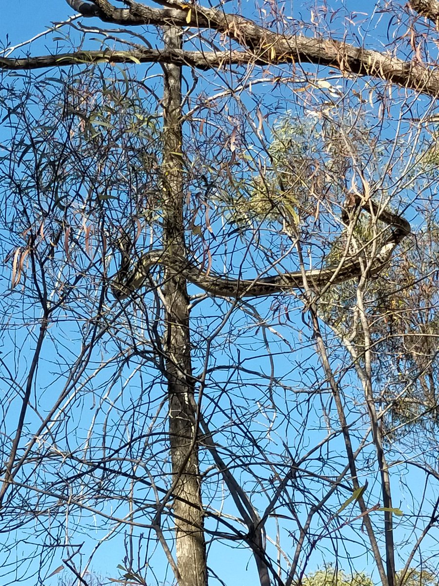 Fieldwork in Australia story. Saw something swipe at a bird flying past, giant carpet python 😱🐍

Guess I have to look up for snakes too 😂