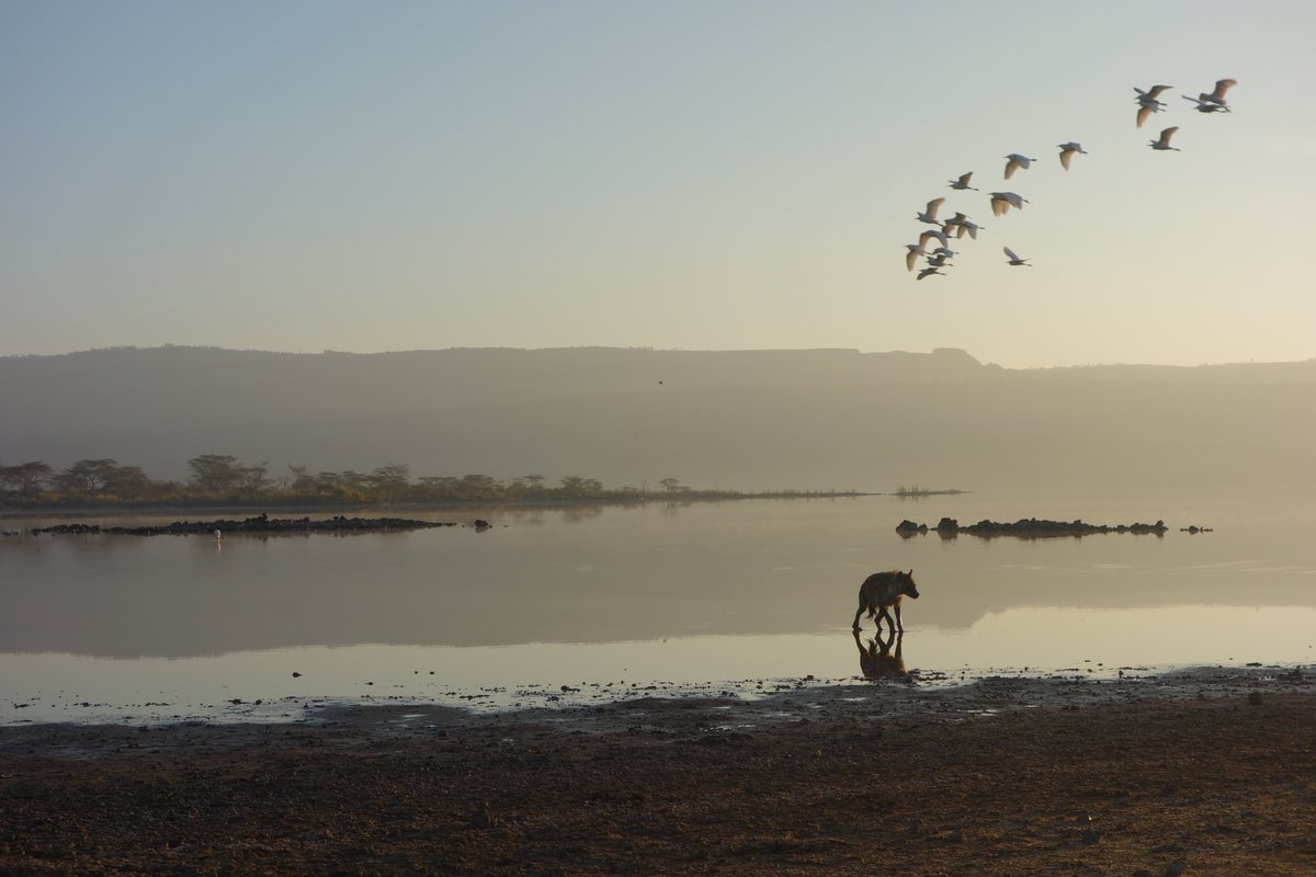 We did our collaring at dawn or dusk. KWS vets prefer not to use Telazol (& prefer a drug that doesn't really knock 'em out right away), so we had to be careful not to dart near any bodies of water since our  #hyenas are often near water.  #TechniqueTuesday  #BlackMammalogists