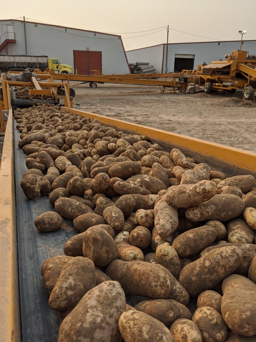 _lucasrad's tweet image. Rangers 🥔🍟

#idahopotato #spudybuddy #Simplot #harvest2020