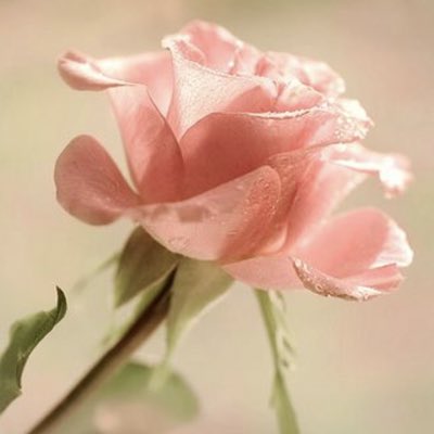 dalee_al's tweet photo. #NewProfilePic https://t.co/LDbRa7qAmo