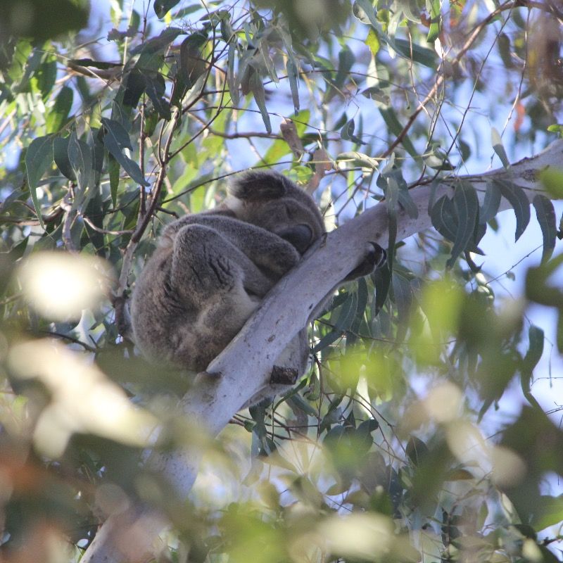 Another image of my dreamy koala friend. Can you believe he lives just 14 minutes from my home 😍 

#goldcoastkoalas #koalasofinstagram #coombabah