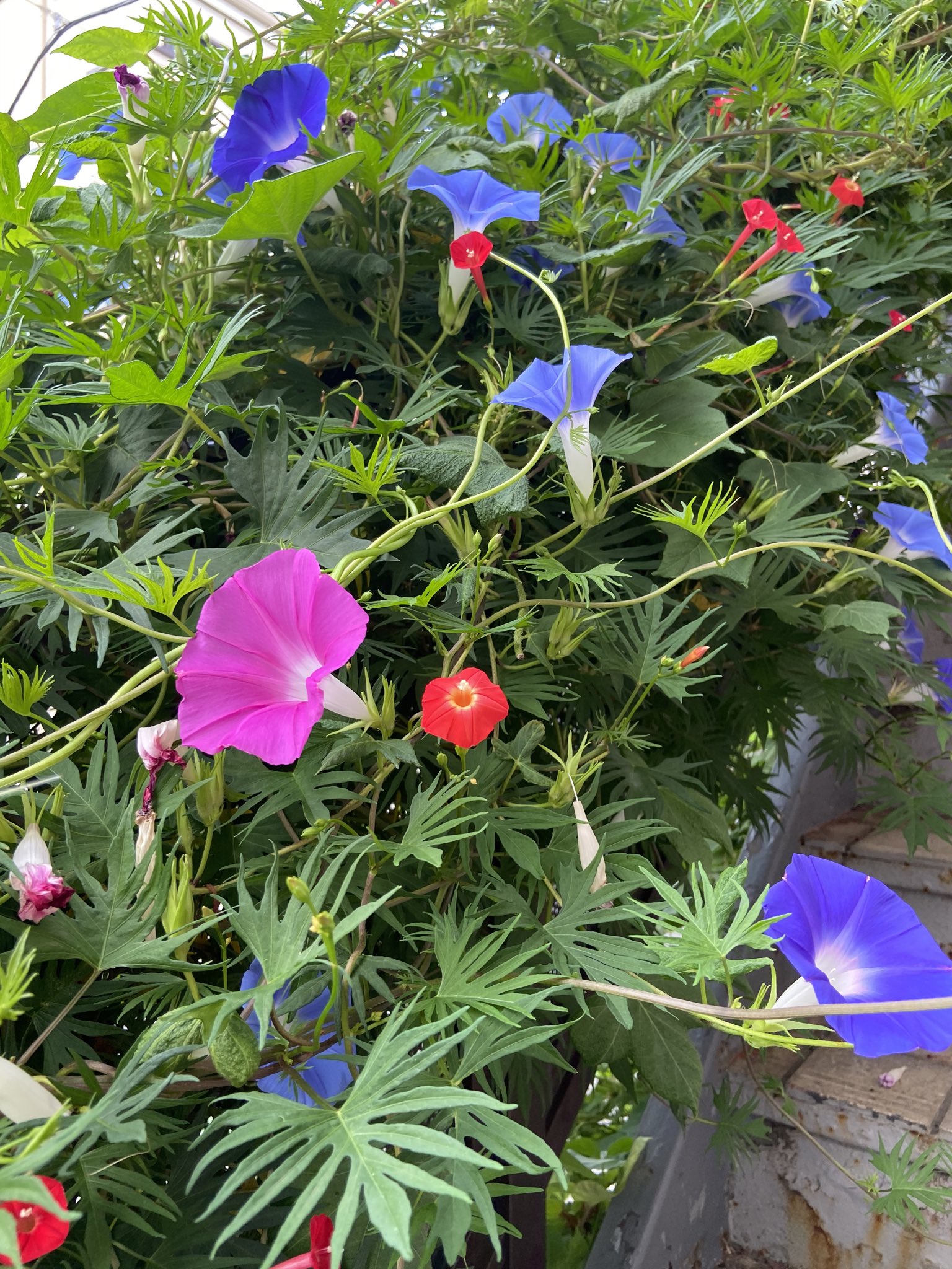 舛添要一 Ar Twitter おはようございます 我が家では いま朝顔が咲き乱れています 夏が暑すぎたからでしょうか 小さな赤い花は る こう朝顔です 朝 綺麗な花を見ると 1日 元気に過ごせます 皆さんも 良い一日をお過ごしください T Co Adkxnlqabc
