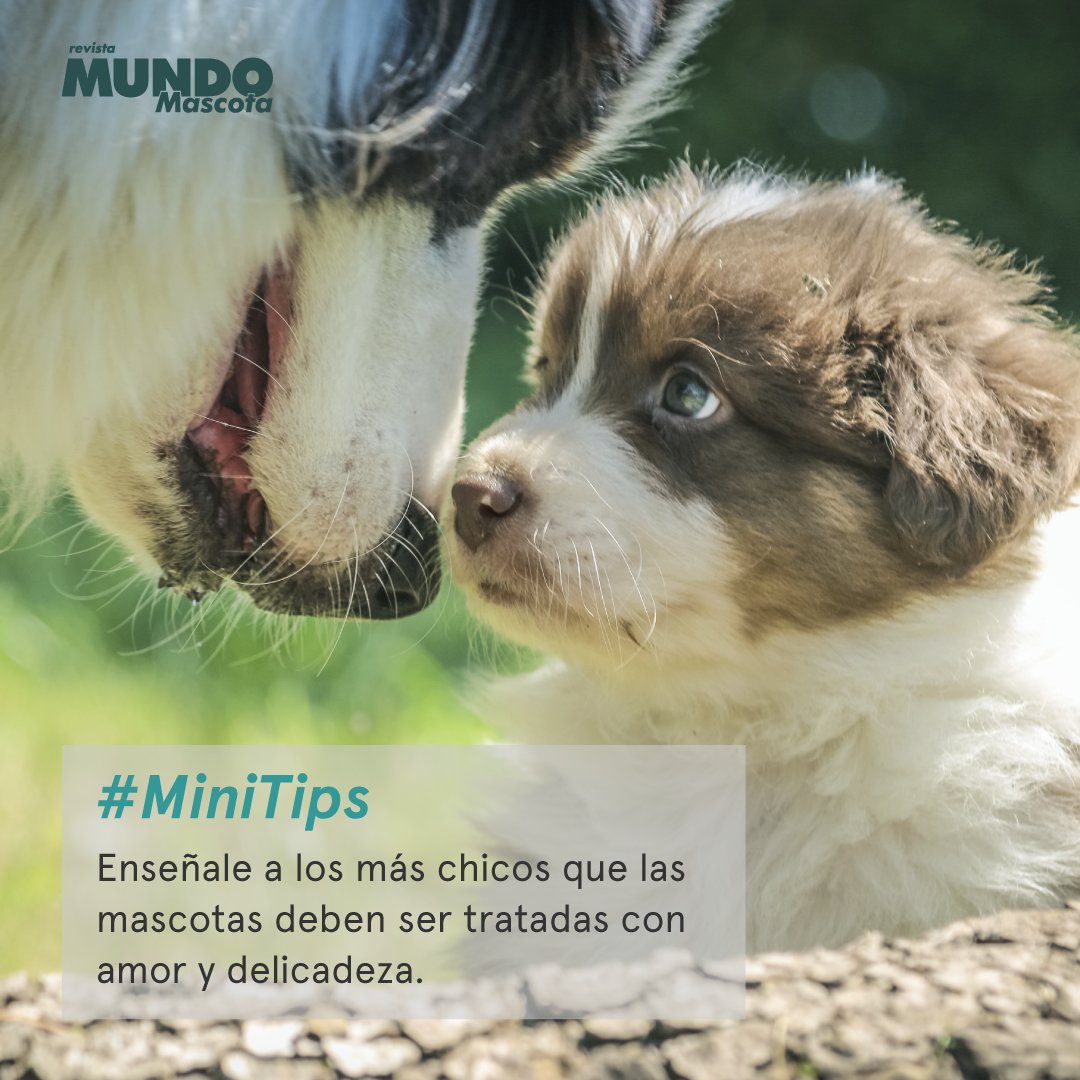 MundoMascota4's tweet image. #MiniTips 🐾
A los chicos les encantan las mascotas, por eso hay que enseñarles a tratarlas con mucho cariño 😸.