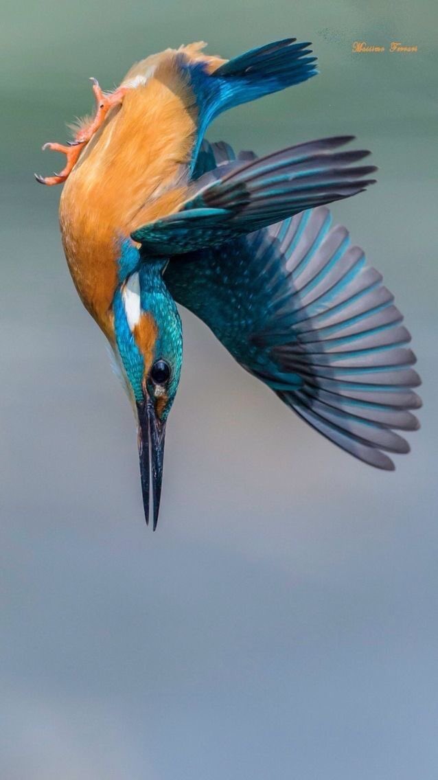 Green Pepper Pa Twitter カワセミはとても綺麗な鳥だ 空飛ぶ宝石 とも呼ばれるらしい その美しい背中から川 背美 と呼ばれるようになった説も有るそうだ カワセミは 翡翠 とも書きやっぱり綺麗だなぁと思う ところが 英語だと River Kingfisher と勇ましい Green Pepper Pa Twitter カワセミはとても綺麗な鳥だ 空飛ぶ宝石 とも呼ばれるらしい その美しい背中から川 背美 と呼ばれるようになった説も有るそうだ カワセミは 翡翠 とも書きやっぱり綺麗だなぁと思う ところが 英語だと River Kingfisher と勇ましい