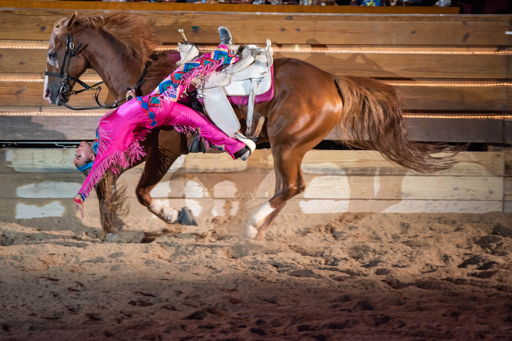 DollysStampede's tweet photo. Our trick riders and horses are constantly training so we can bring a fantastic performance to our audience every show! π€ π€©π²
( #π· @dynamic_photoworks )
#dollypartonsstampede
#dollypartonsstampedepigeonforge
#dollypartonsstampedebranson
#trickriding #horses #trickriders https://t.co/pEMmjrYrZY
