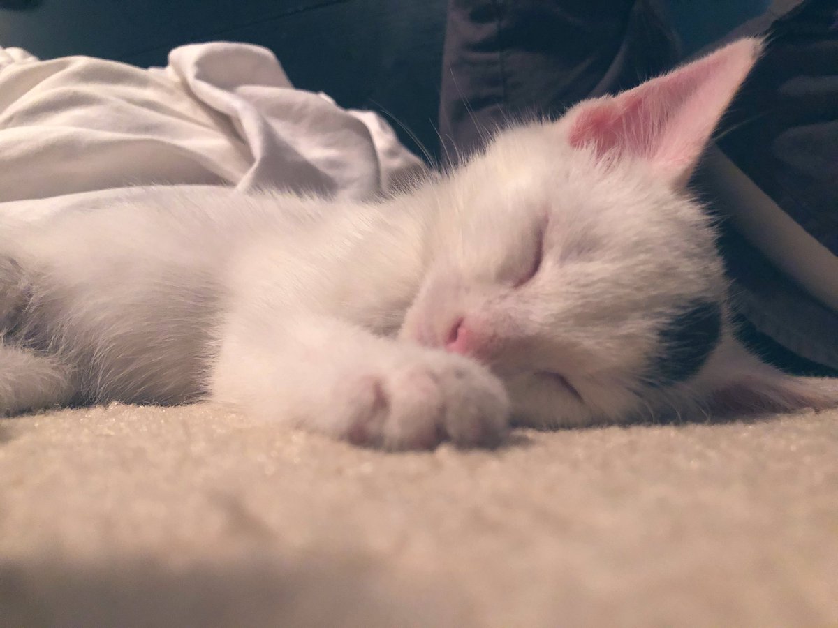 ashley_heighton's tweet photo. One sweet Chick 😸 https://t.co/WhbowQPaef
