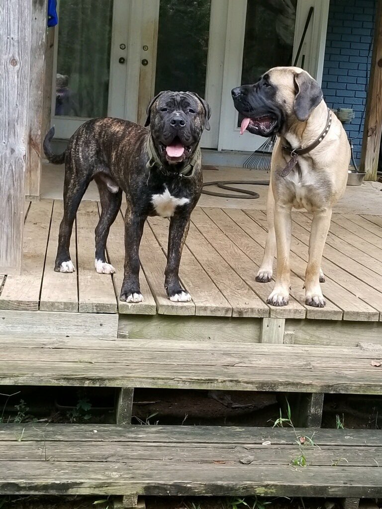iammarklynch's tweet photo. πΆ βJust the good olβ boys... never meaninβ no harm...π΅β #doggos #presacanario #englishmastiff #farmlife #farmsweetfarm https://t.co/5b3odkGTrz