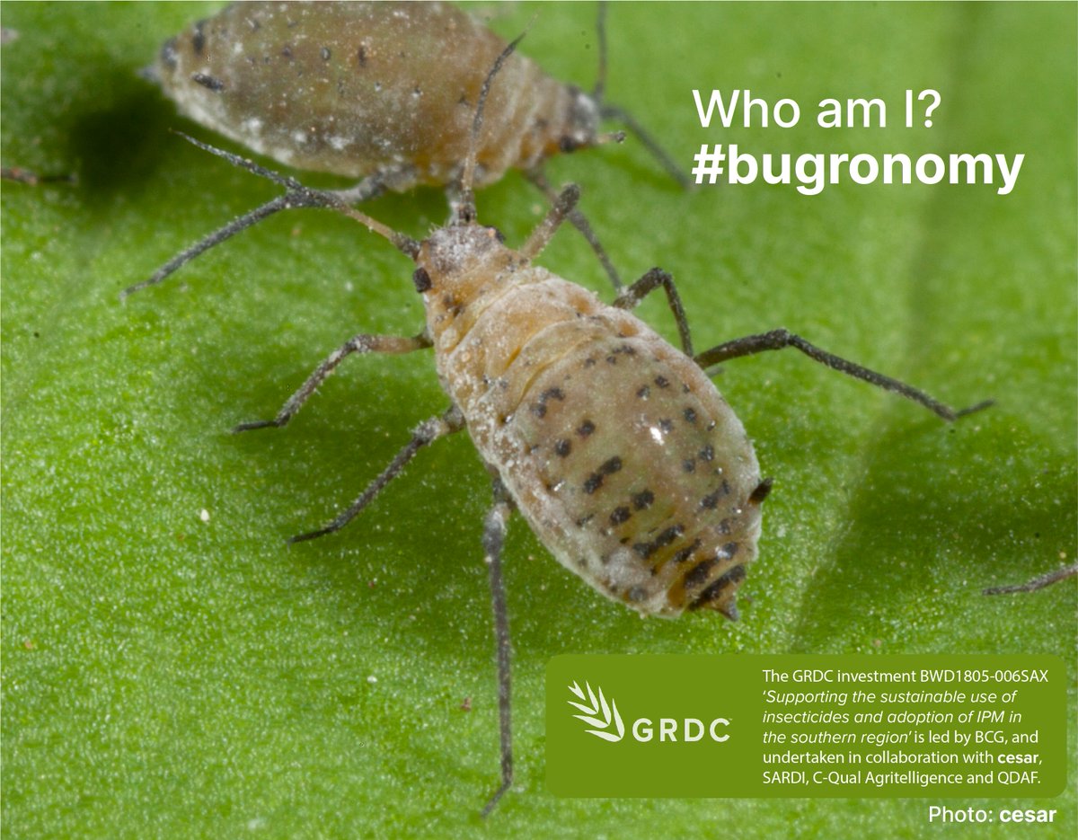 BCG_Birchip's tweet photo. Question 5 #bugronomy keep testing out your ID skills with our twice daily poll. Correct answers posted Friday. This morning, Who am I? Answer in poll below. @theGRDC @cesaraustralia @PestFactsSARDI https://t.co/A1IPXUIKR4