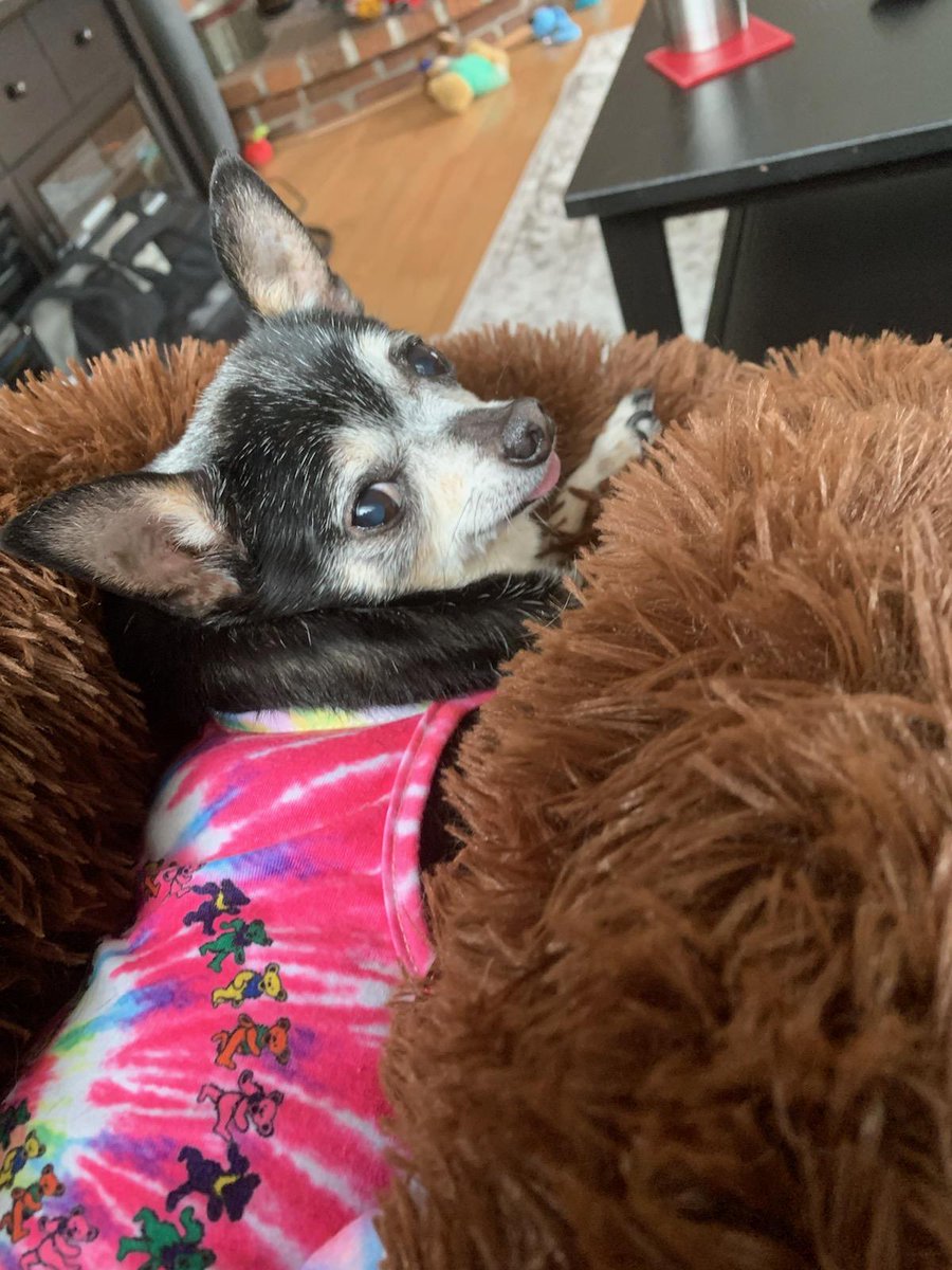 bookiesedge's tweet photo. Hello friends, 

I've been absent the last 6 weeks bc of some life-altering things -- the most devastating being the loss of our precious Chihuahua, Daisy, 12.

I feel the need to return &amp; try to get life back on track. 

I appreciate you all &amp; look forward to engaging again! https://t.co/RcUUbJOr8H