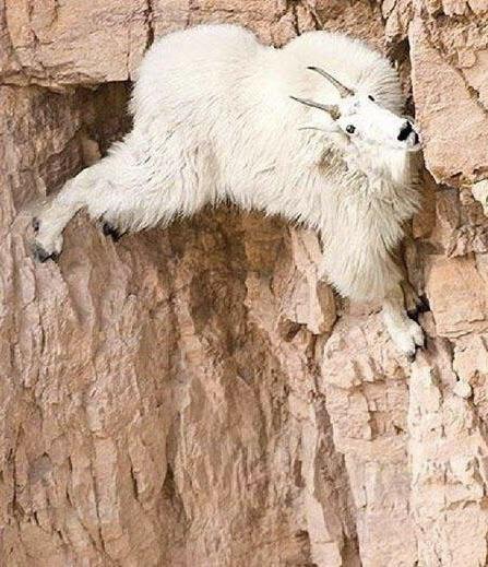 balon_marie's tweet photo. EVEN ANIMALS KNOW IT'S THE BEST ROCK

Thos thread has morphed and is now a thread about goats licking halite.

#TeamHalite https://t.co/VehALQoYQl