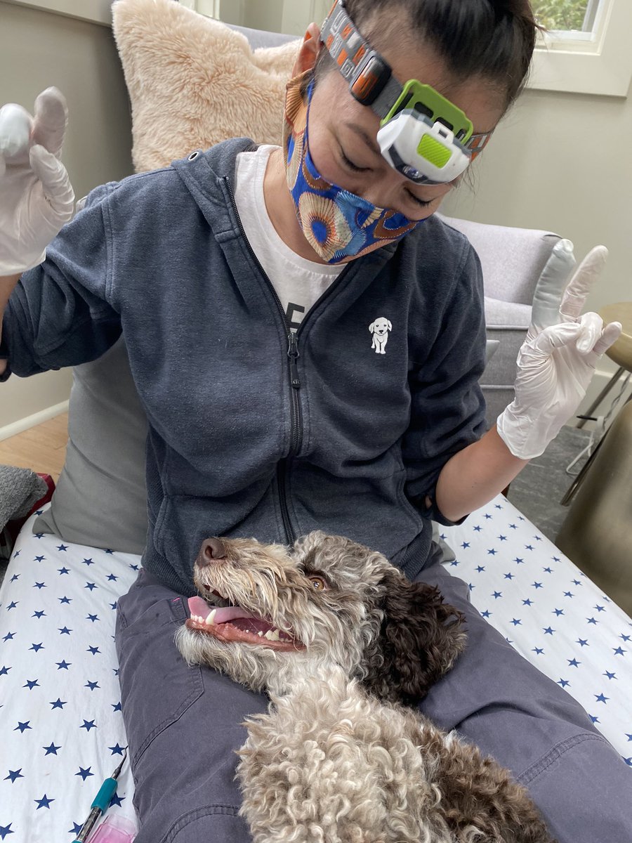 thetwooffairy's tweet photo. βVβ is for Victory! Another successful cleaning - this baby doodle was such a #gooddog. #nonsedation #yyc #calgarypets #yyclocal #calgarydoodles #doodle #yycpetcare #oodlesofdoodles https://t.co/0yBWK0QwpB