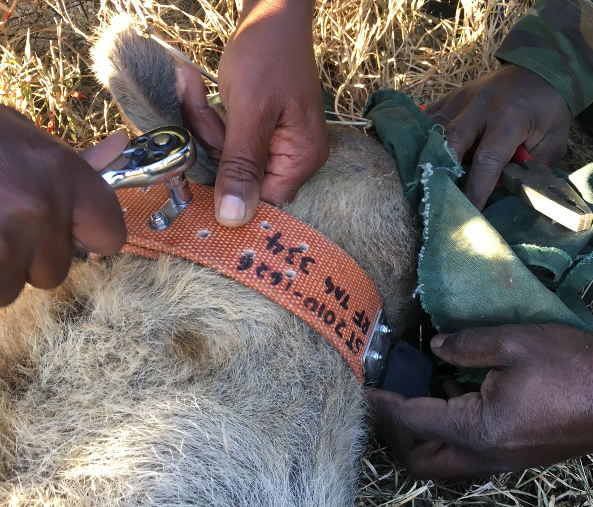 Upon darting the  #hyena, everything is about being efficient, safe, quiet. I took relevant measurements & data while my team placed the collar. Since these drugs can wear off quickly, we prioritized placing the collar. #BlackMammalogists  #TechniqueTuesday