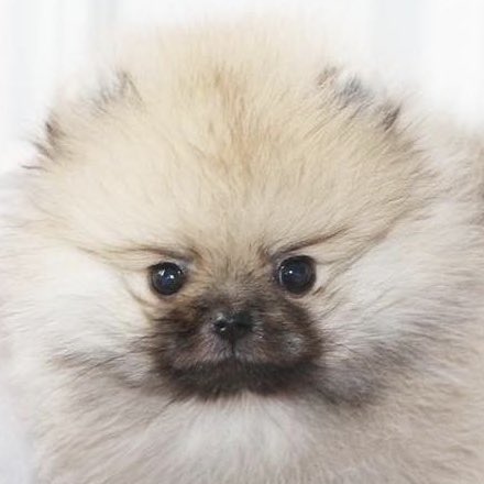 po_iz's tweet photo. ( •̅ω•̅ ) https://t.co/b5rrXJd9gI