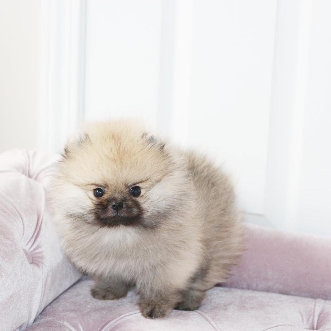 po_iz's tweet photo. ( •̅ω•̅ ) https://t.co/b5rrXJd9gI