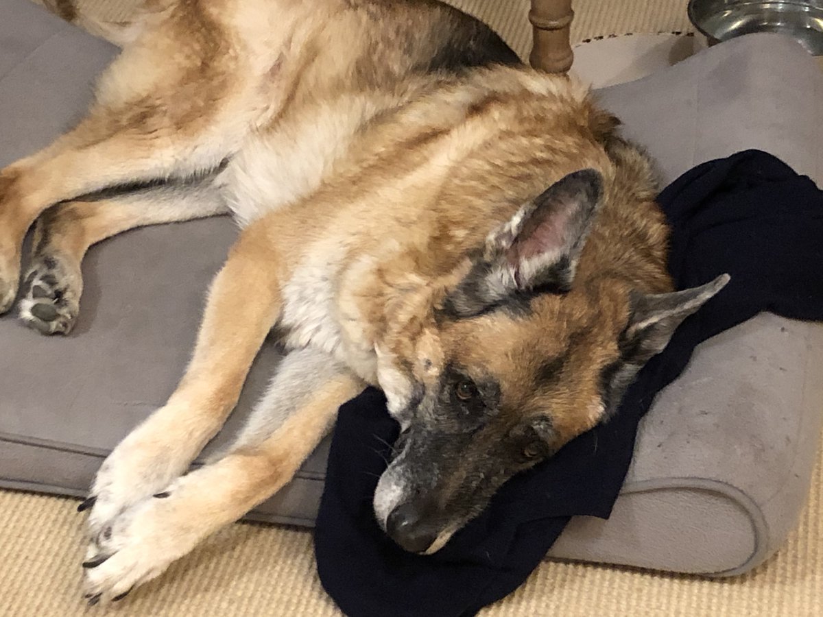 Hello, been off the “social grid” for a while. Duke &amp; I have been mourning the loss of a very close, personal friend. The older brother I never had. It hit me hard. Today's a month since he passed. Duke’s lying on one of his sweaters. His eyes really say it all.