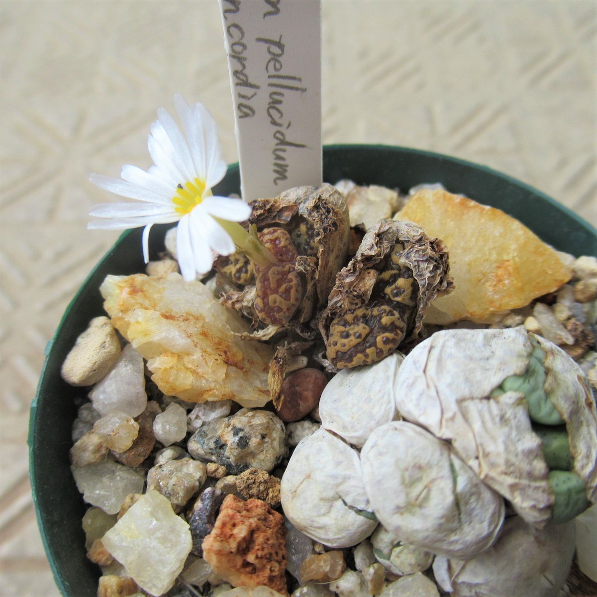 たわし集め Tawashi Atsume 石のような葉から花 𝑪𝒐𝒏𝒐𝒑𝒉𝒚𝒕𝒖𝒎 𝒑𝒆𝒍𝒍𝒖𝒄𝒊𝒅𝒖𝒎 Ssp 𝒑𝒆𝒍𝒍𝒖𝒄𝒊𝒅𝒖𝒎 Var 𝒕𝒆𝒓𝒓𝒊𝒄𝒐𝒍𝒐𝒓 Rsa Northern Cape 5 Km E Of Concordia 茶色い小石のようだけど 花が咲くと植物だとわかる