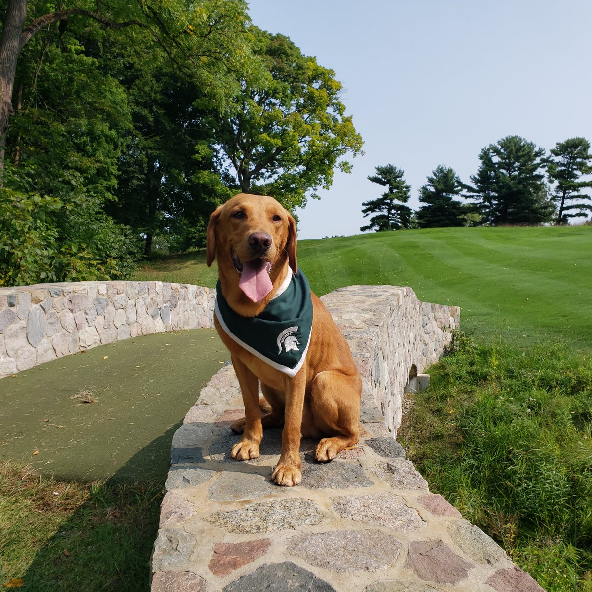 MSUZeke's tweet photo. Special thanks to Forest Akers Golf Course @ForestAkersMSU for letting us come out
to the best golf course ⛳️in Mid-Michigan for a impromptu morning photo shoot!
Your facility gives great meaning to the words #GoGreen! 💚
@michiganstateu #MSUGolf @msumensgolf @msuwomensgolf https://t.co/ZjosHbT7cI