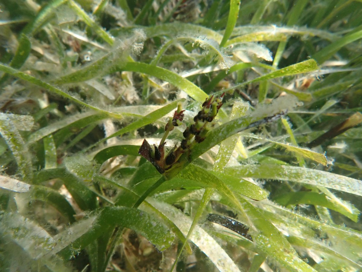 Two weeks of successful #seagrass research &amp; long-term monitoring complete 🤓🌱
Good to see so many #Posidonia flowers too!