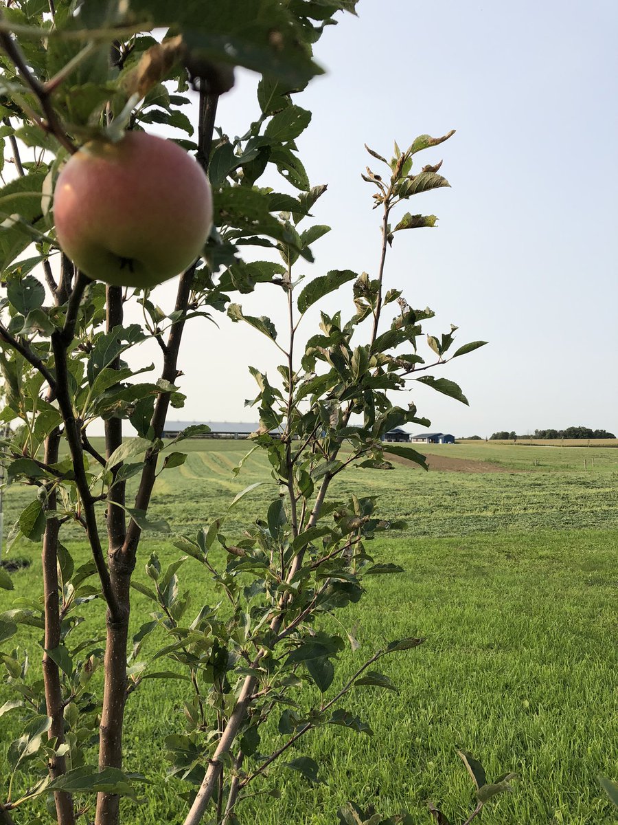 Was feeling down in the dumps about summer coming to an end but was having all the fall feels tonight when I found my first apple on my little tree! #helloseptember #fallisintheair