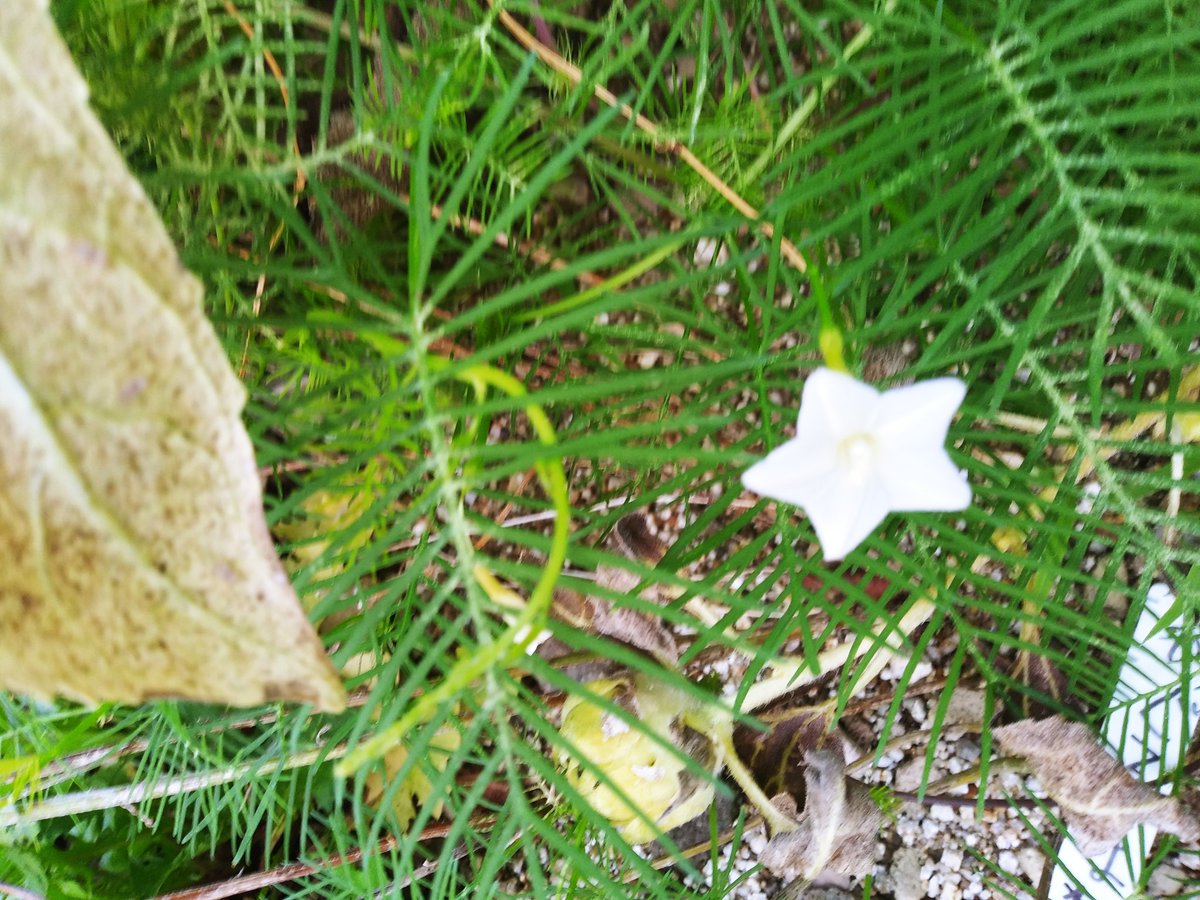 くりちゃん あと久々に咲いた星形に咲くルコウ草 咲いたのが紅白 初めて咲いたときも赤だったな なんかいろんな思いを感じまつ D てかこの植物のツルがヤバすぎて対処にこまるwww るこう草 星形