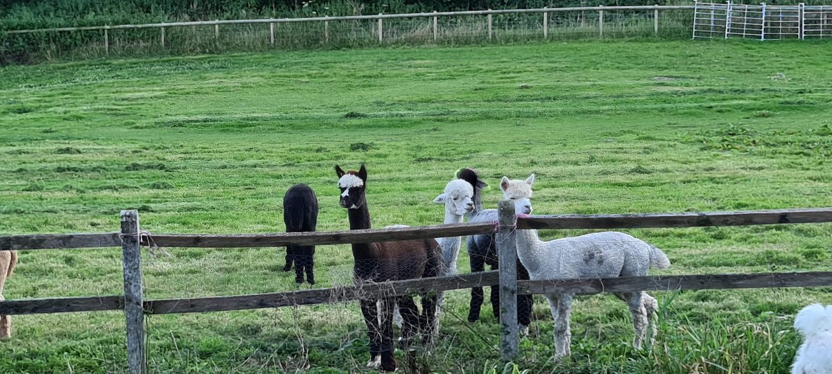 cheselalpacas's tweet photo. So nice to have our paddock cut!#alpaca #Dorset #grass https://t.co/d66EZmcMBG