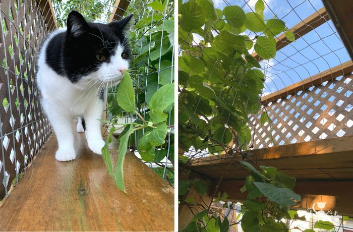 Chirpycats's tweet photo. If you would like some catio inspiration, check out how we built our catio bridge.

Read the full article: How to build this charming cat bridge that will spruce up your catio
▸ https://t.co/vEQNZb8jXw

#catio #catbridge #catDIY https://t.co/n9SIP0LRkf