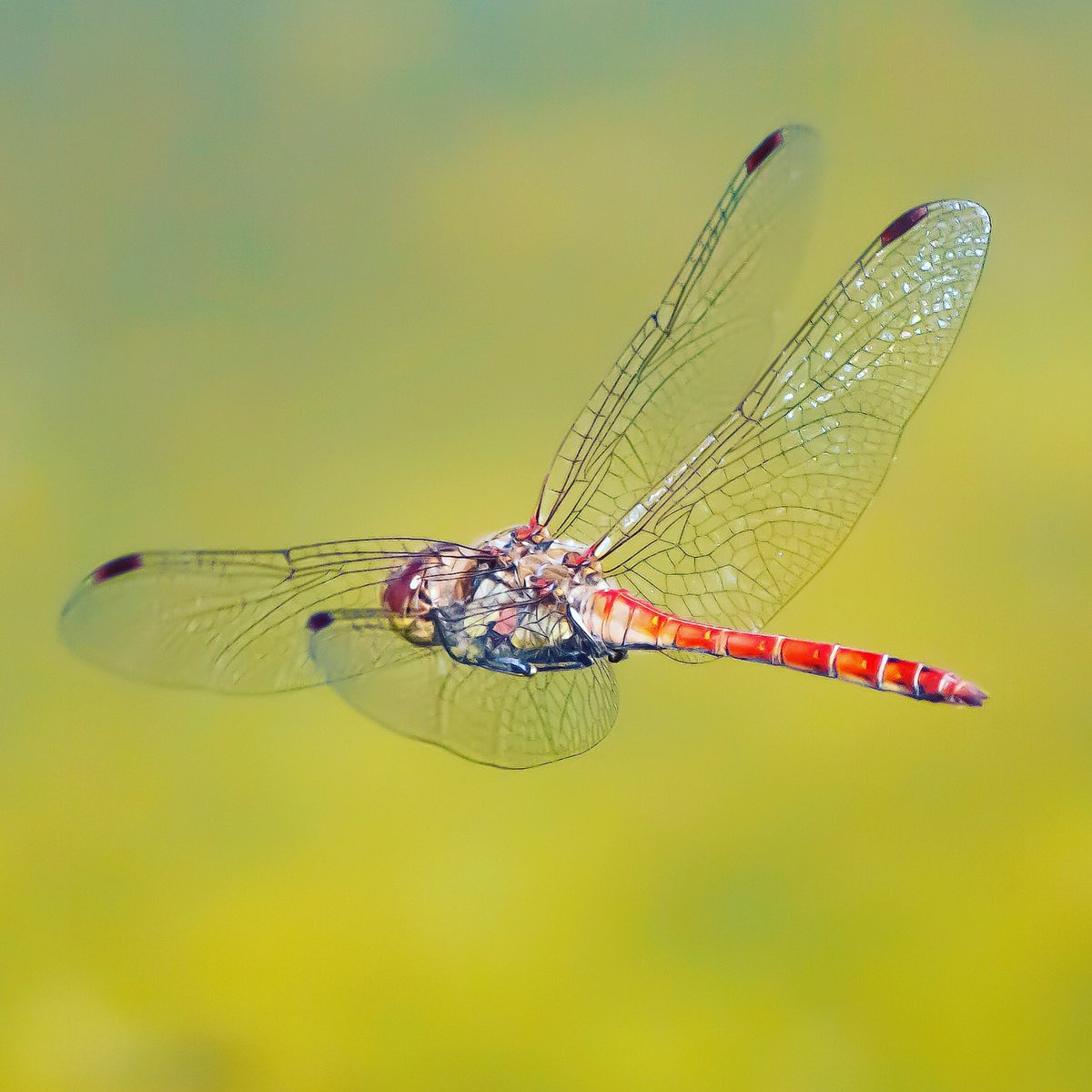 Adellanotte's tweet photo. Una de esas #fotografias que ponen a prueba la capacidad de tu equipo y tu paciencia. Este precioso #odonato sobrevolaba esta mañana las aguas del estanque de La Rosaleda.
#libelula #libelulas #dragonfly #nikond500 #nikonmacro105mm https://t.co/V254HqWqik
