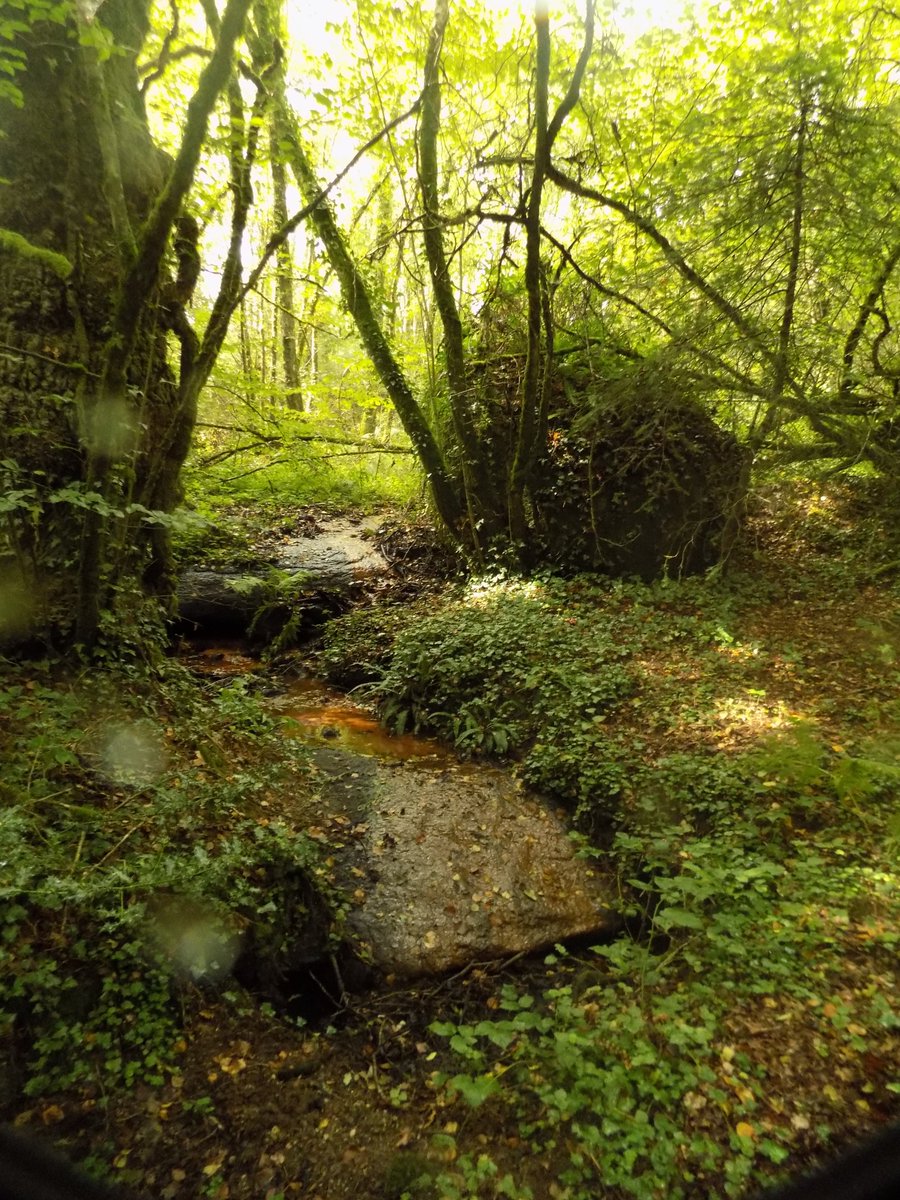 ThiChaplain's tweet image. un petit affluent du #Sulon dans le Bois de Beaucours, c'est vraiment très beau (j'ai vu plusieurs traces de chevreuil qui doivent venir s'abreuver, y a aussi des suidés car j'ai vu des traces de passage dans les fourrés) #bretagne #kreizbreizh #nature #environnement