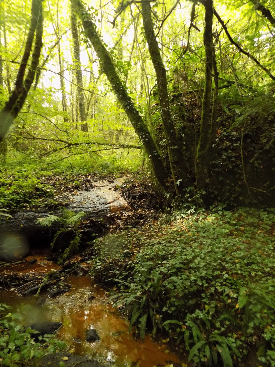 ThiChaplain's tweet image. un petit affluent du #Sulon dans le Bois de Beaucours, c'est vraiment très beau (j'ai vu plusieurs traces de chevreuil qui doivent venir s'abreuver, y a aussi des suidés car j'ai vu des traces de passage dans les fourrés) #bretagne #kreizbreizh #nature #environnement