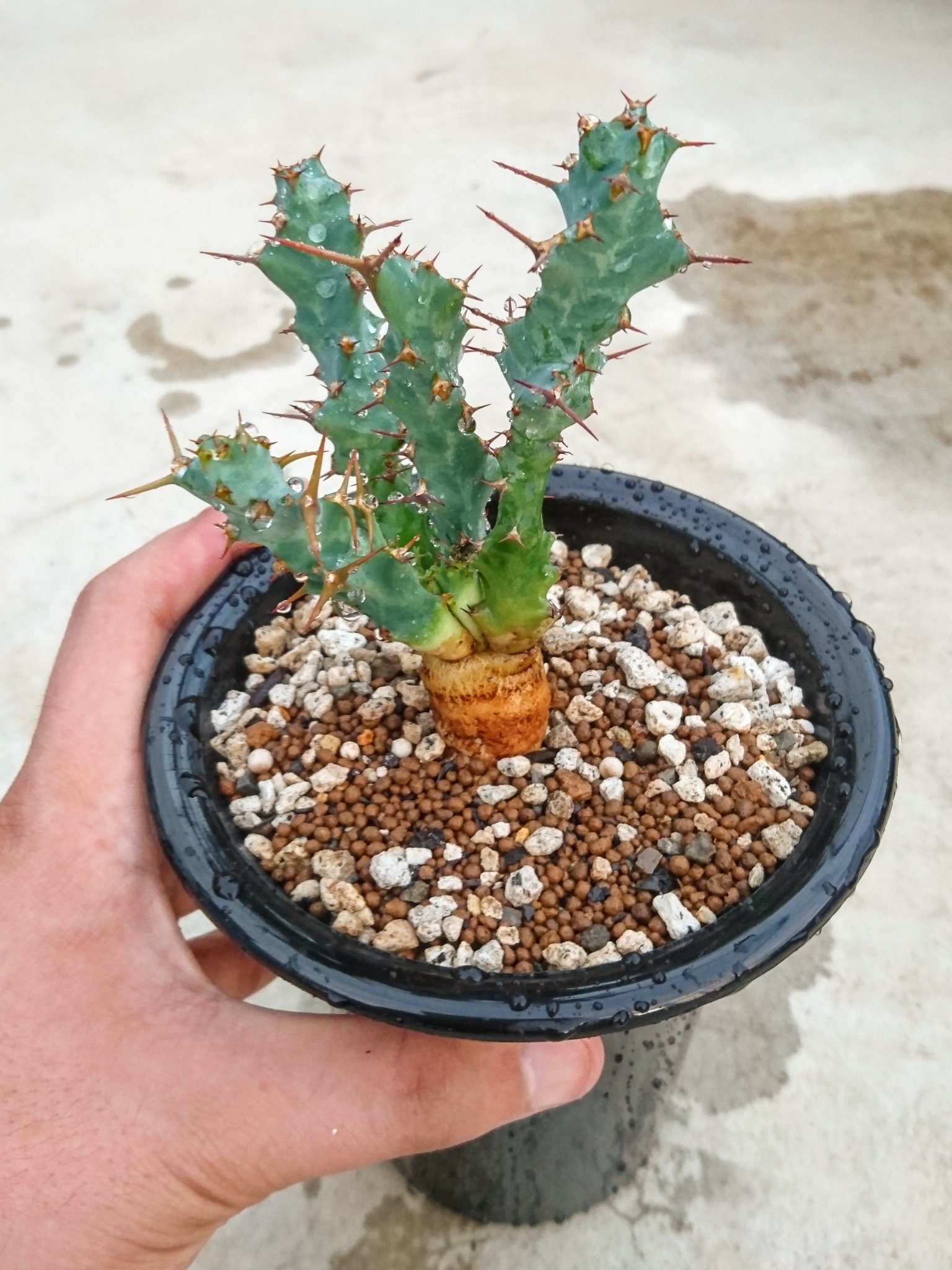 ユーフォルビア クラビゲラ Euphorbia clavigera no.41816