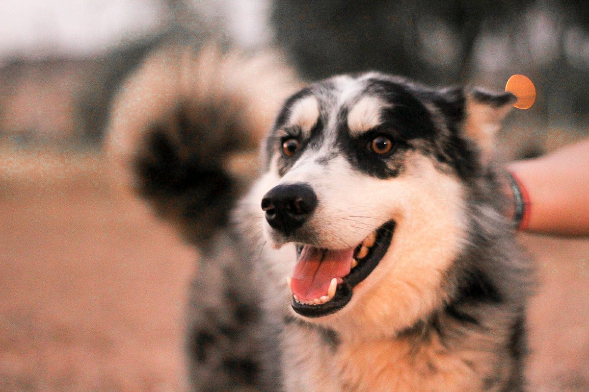 AXLAMADRID's tweet photo. Hielo es un perrito de un año la mar de simpático, juguetón y cariñoso.

Es cruce de husky y border collie por lo que le encanta la actividad y socializar con todo el mundo.

Busca un hogar donde le cuiden y le amen para siempre.

✉️adopciones@axlamadrid.org https://t.co/UPqJqEynmO