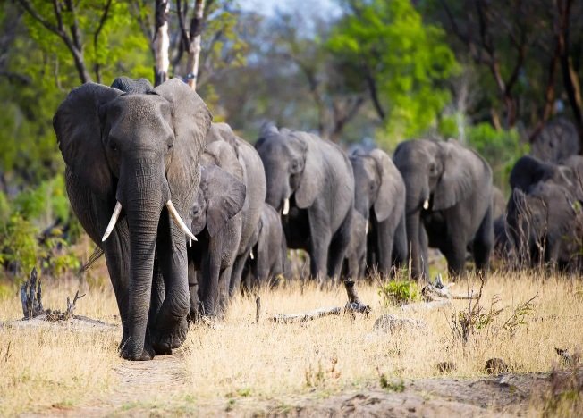 I am calling the leaders of Zimbabwe to respect and save Hwange National Park because these Park is the  home of wild animals particularly Elephants. 
#SaveHwangeNationalPark