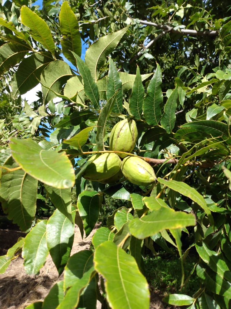 PIPNAC's tweet photo. Algunas muestras de las nueces al día de hoy en #LaLaguna #NuezPecanera #RegionLagunera #Pacanas #Torreon #NuezPecaneraMexicana #Pecans #MexicanPecans https://t.co/SJNoYpKdKm