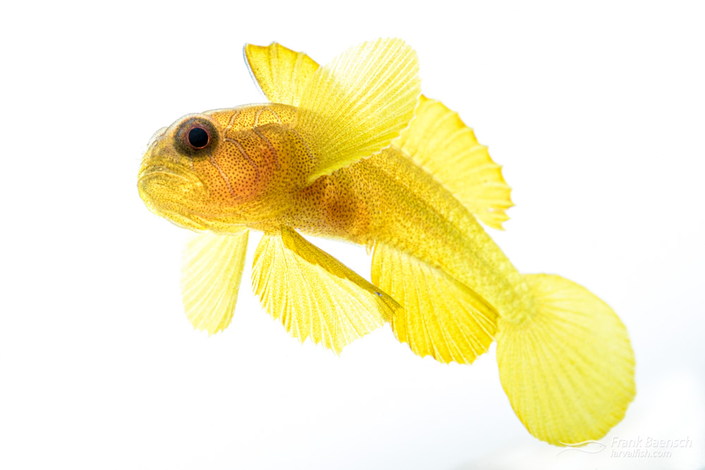 Golden goby (Priolepis aureoviridis) recently #aquacultured at the hatchery. Check out: frankbaensch.com/marine-aquariu… for more info on its life cycle & culture requirements. #fishlarvae #fishbiology #larvalfishproject #marinebiology #fishculture