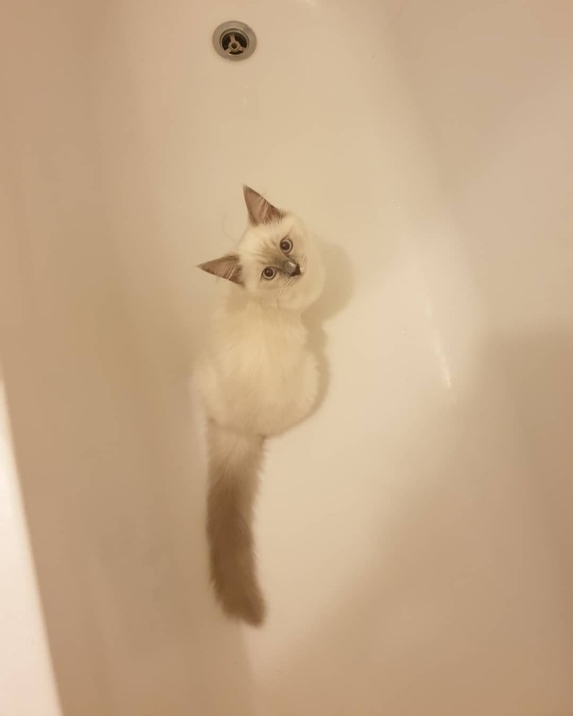 Dracthonia's tweet photo. I have a nice kitty water fountain that keeps my water nice and fresh. 
I prefer to lick the dirty shower water from the bathtub 🙃 
🤦 
#streamerkitty #streamerlife #ragdoll #ragdollkittens #ragdollcats #ragdollcatsofinstagram #catsoﬁnstagram #kitteh … https://t.co/hjKuTP4AND https://t.co/YbNP8xtW6b