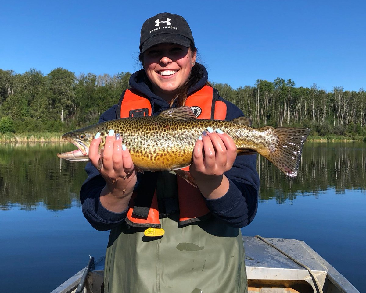 AB_Enviro's tweet photo. While our fish hatchery staff were out on Little Bear Lake evaluating the growth of the spring tiger trout we stocked this year, they caught this 52cm and 1.5kg beauty!
We’ll be stocking more lakes with tiger trout in the coming weeks once lakes cool down.
#ABFish https://t.co/9oks1JxXJw