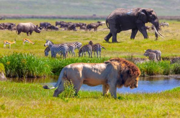 I’m Monari, a climate activist. I’m calling upon activists around the world to add their voices on mine and ask  
@edmnangagwa to 
#SaveHwangeNationalPark because coal mining is a threat to human lives, environment and wildlife.
I want to see more elephants in Zimbabwe.