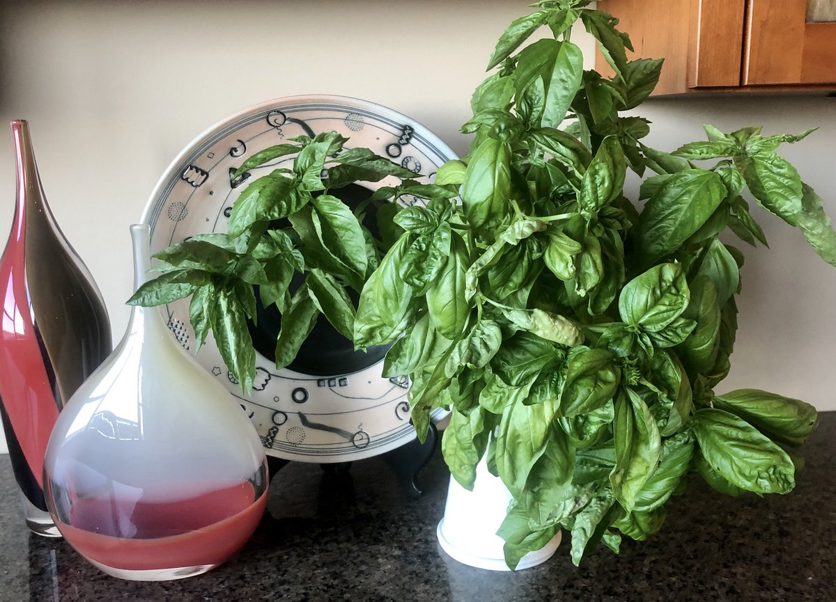 JohnBrase's tweet image. We had outdoor drinks with another couple, and I admired their basil. They’re very generous, sooooo ... #pestotime