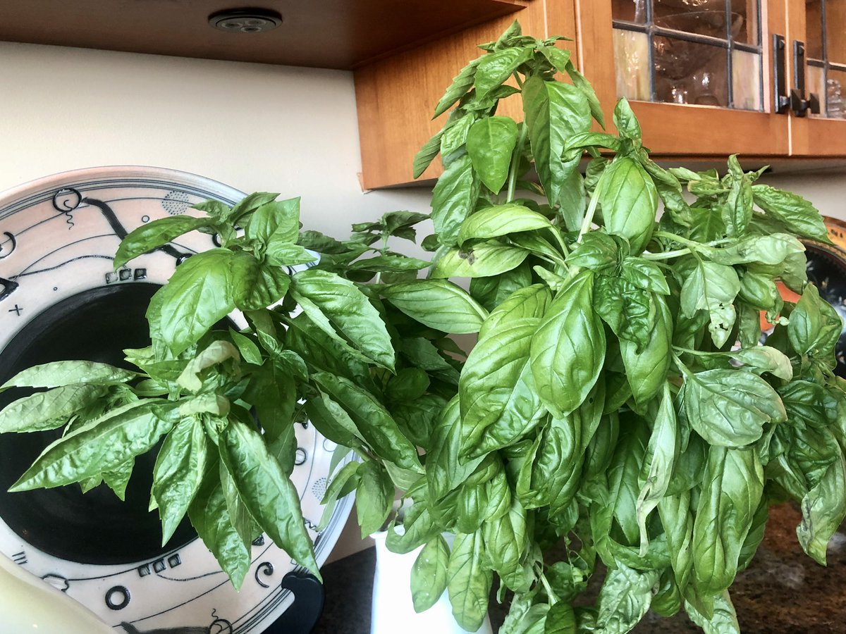 JohnBrase's tweet image. We had outdoor drinks with another couple, and I admired their basil. They’re very generous, sooooo ... #pestotime