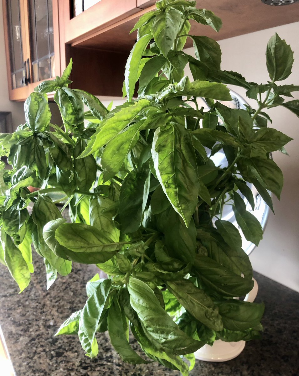 JohnBrase's tweet image. We had outdoor drinks with another couple, and I admired their basil. They’re very generous, sooooo ... #pestotime