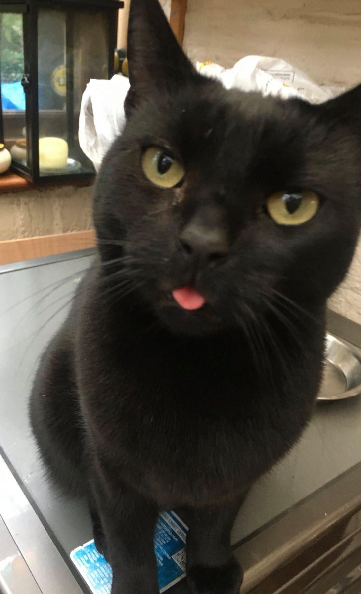 Who remembers handsome #panfur Mr Micawber? He waited patiently for his #foreverhome and now it’s been 6 months since his adoption! His #TongueOutTuesday photo is surely in jest, we know Marvin (as he’s now known) and his new family are very happy together 🎉🖤