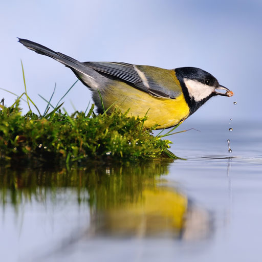 New sleepscape in the Dreamear app: "River and Bird Song". 

Join with nature once again as it soothes your senses to complete tranquility. 

Download and listen on the Dreamear app
travelear.page.link/Dreamear

#travelear #dreamear #sleep #soundscapes #meditation #meditationsounds