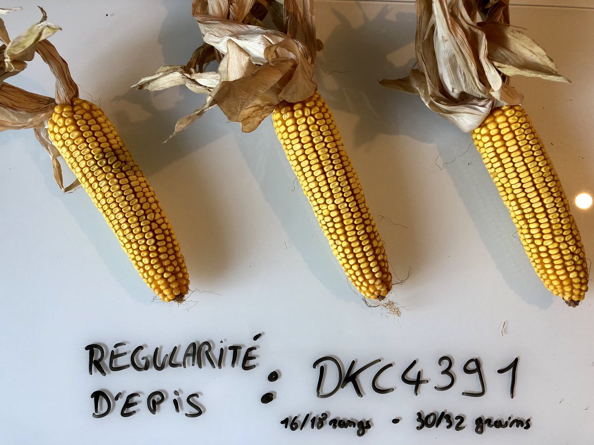 En attendant le PMG... plutôt prometteur le DKC4391 dans l’Allier.

Encore un exemple que la nouvelle sélection #ebreed 🌽permet d’aller chercher + de stabilité et + de performance. 💪
<a href="/DEKALB_FR/">DEKALB-FieldView by Bayer France</a> <a href="/thibaultricour/">Thibault RICOUR</a> <a href="/Louis_Chevrier/">LouisChevrier</a> <a href="/Marie_Lebrg/">Marie Lebourg</a>