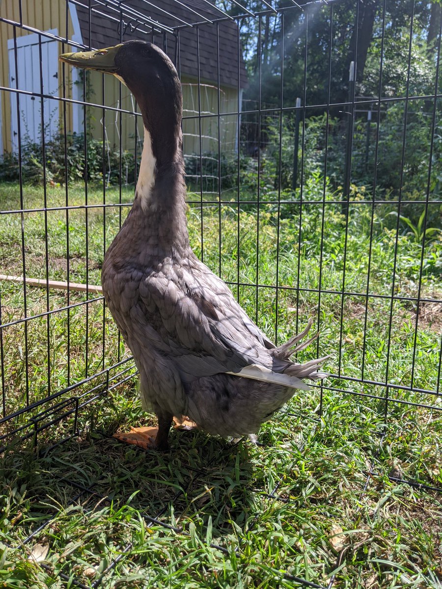 quacklemore has finally admitted guilt after cardi beak flipped on him. both she and feral chicken are in protective custody for now. quacklemore will spend the next five minutes in duck prison for his crimes (see below)justice for quentin! may you rest in peace, little duck.