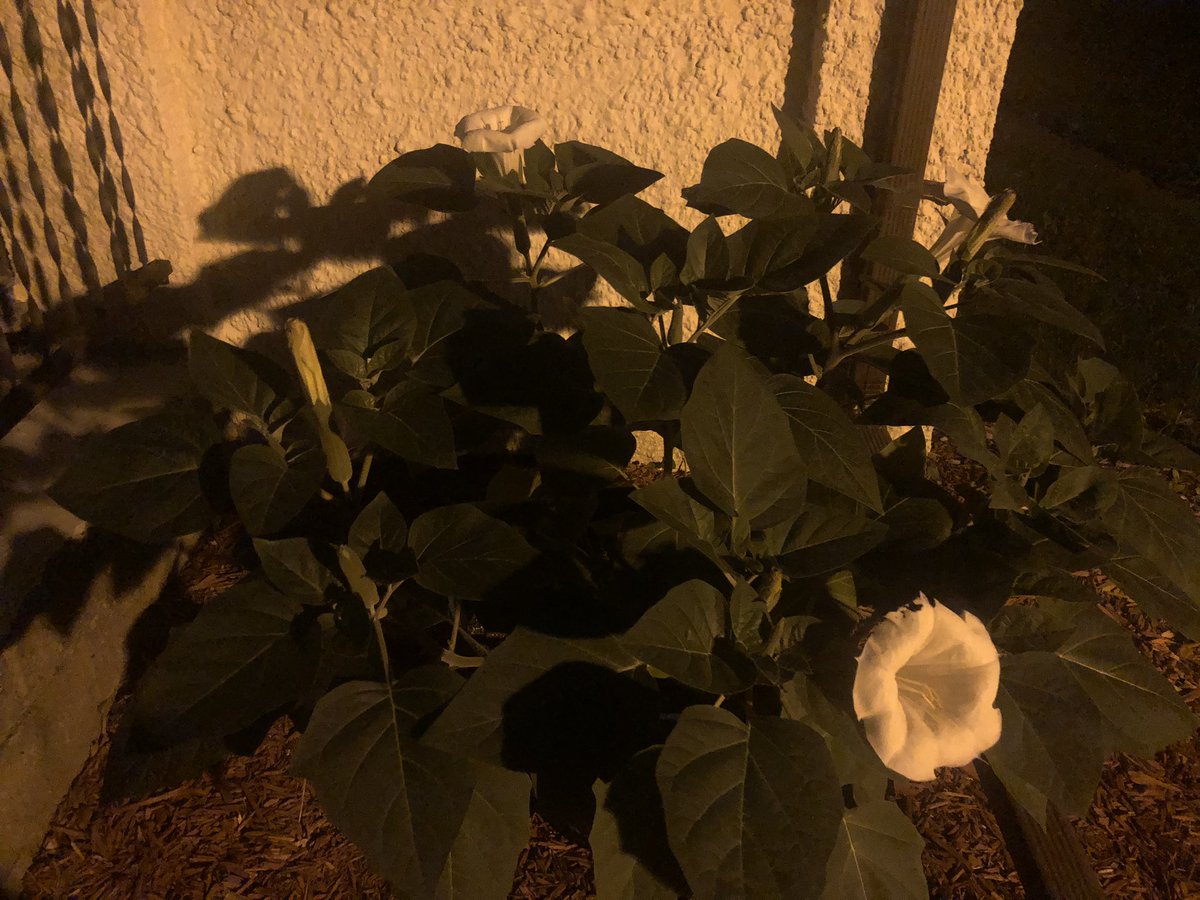 ConjureChronic's tweet photo. This is how Luna showed out for her first blooms this past full moon! 😍 https://t.co/lOtnXmTEc0