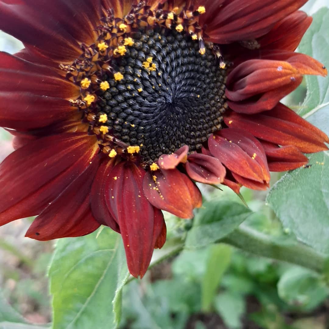 orientru's tweet image. Para todos cubanos