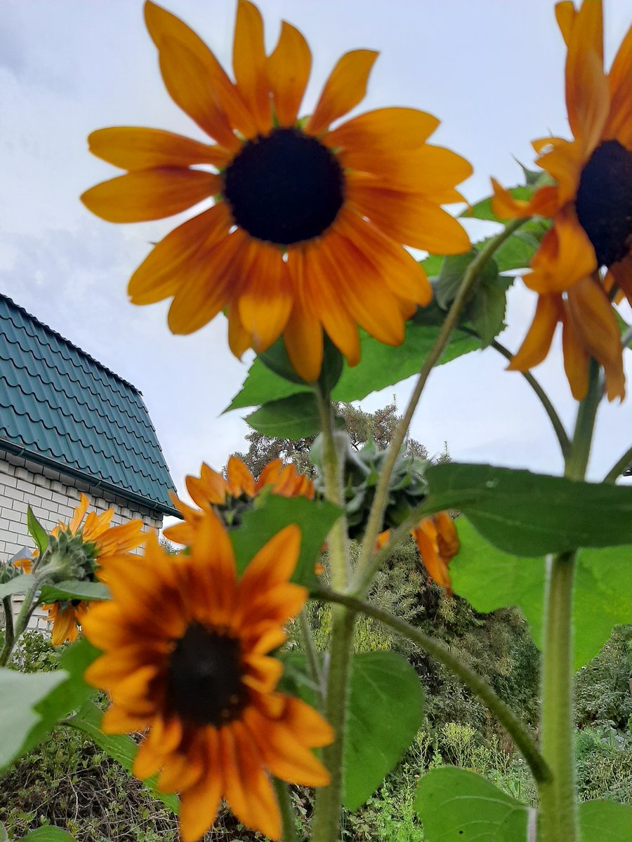 orientru's tweet image. Para todos cubanos