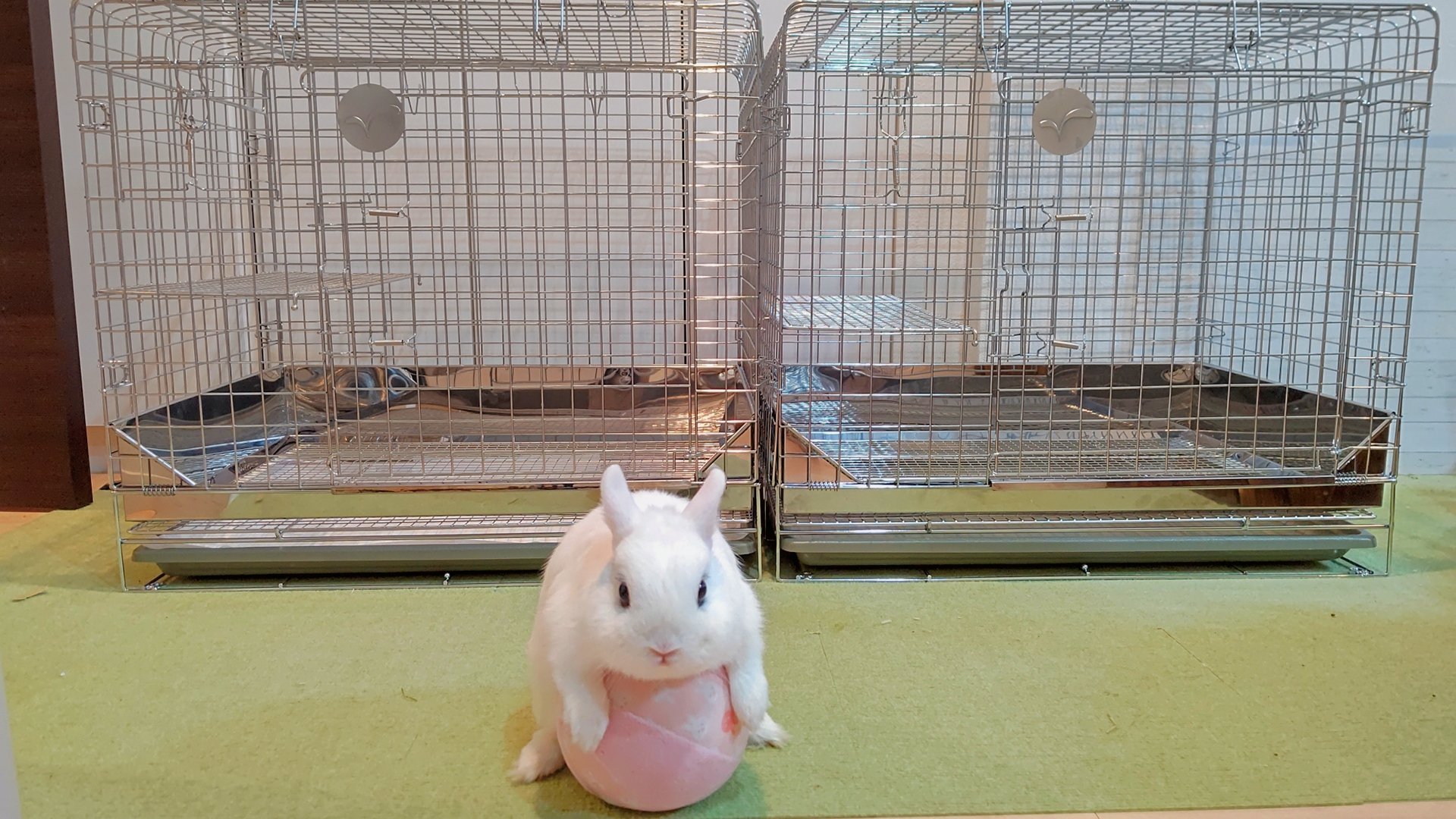 みこちゃん うさぎのしっぽさんの プロケージ60 購入 乳離れした後の小ウサギ用に用意 パパとママは10年前購入した プロケージ80 パパウサギはボール遊びを見てほしくて たまらないらしいですwww T Co Ocvlskuw Twitter