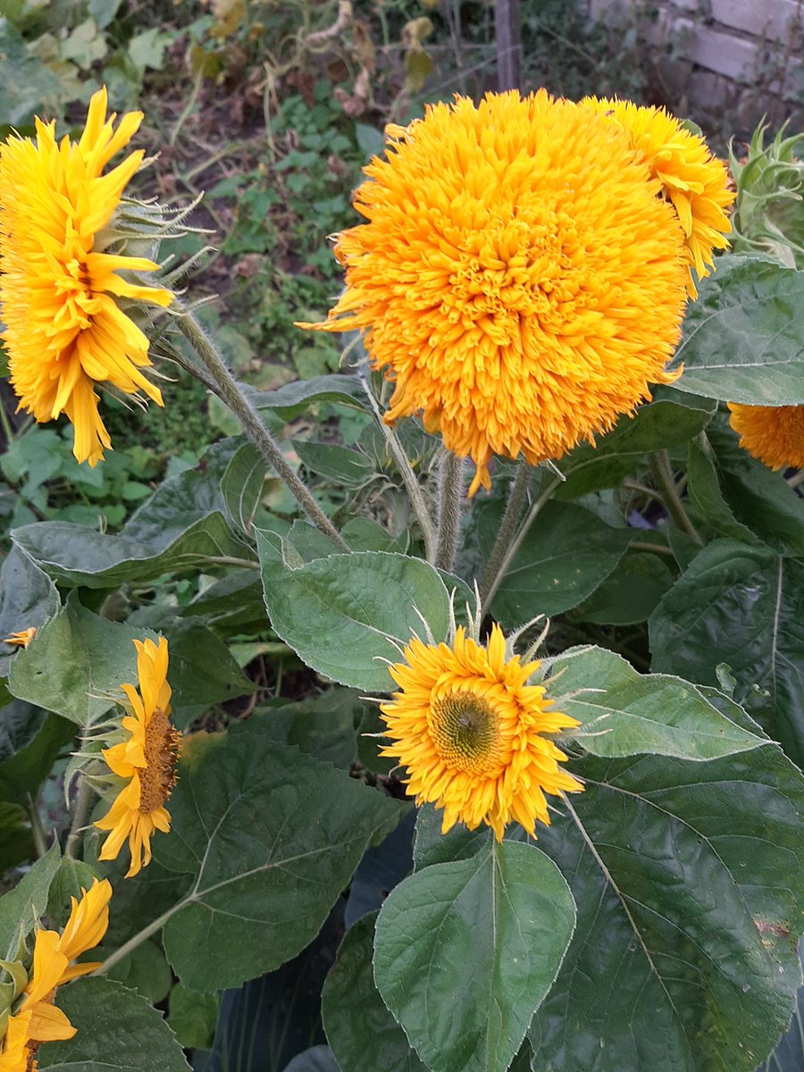 orientru's tweet image. Para todos cubanos