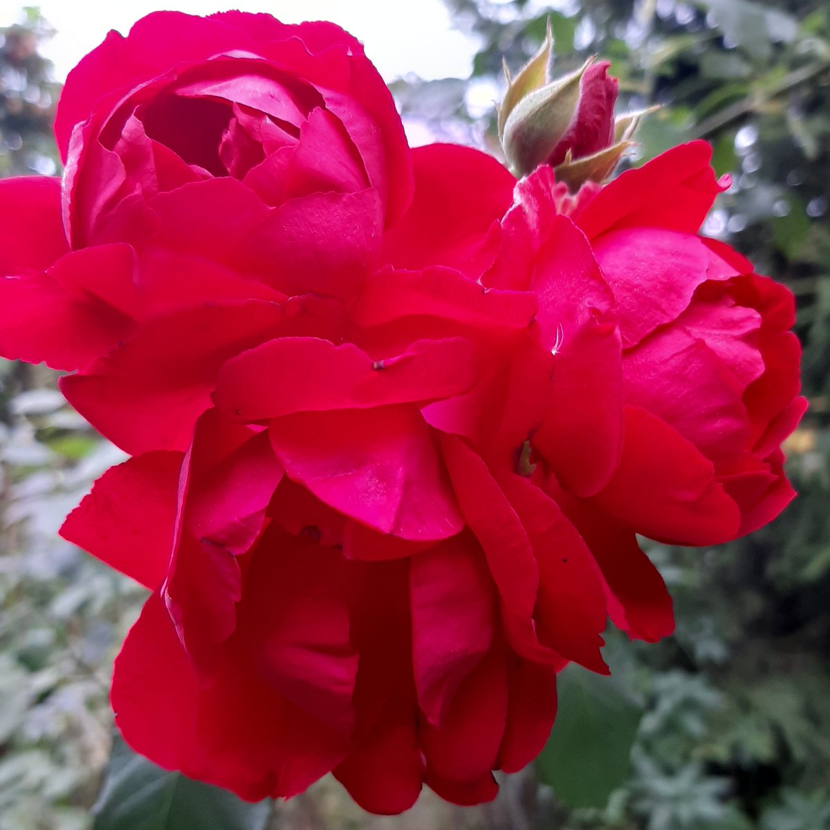 orientru's tweet image. En mi jardín